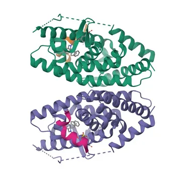 Anticorps polyclonal de lapin anti-LXRα pour WB et ELISA - Q13133