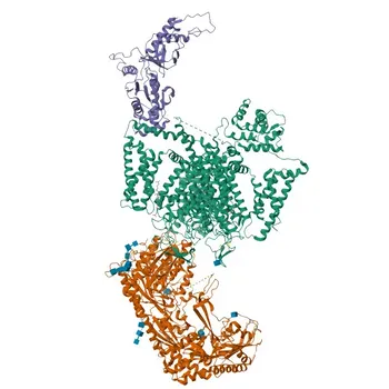 Anti-CACNA1D Rabbit Polyclonal Antibody for WB and ELISA - Q01668