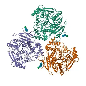 Anticorpo policlonale anti-CES1 per WB, ELISA - P23141