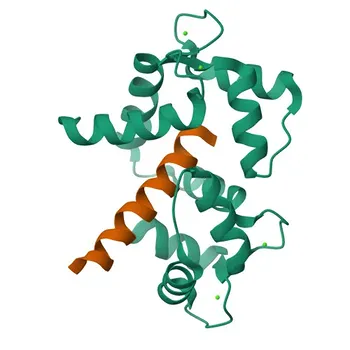 Anticorpo Policlonale Anti-CACNA1S per IF-P e ELISA - Q13698
