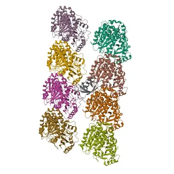 Anti-Doublecortin Polyclonal Antibody for WB, IF/ICC, IF-P, ELISA - O43602