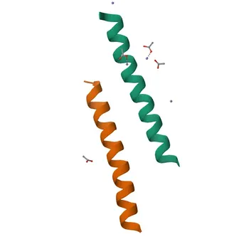 Anticorpo policlonale anti-Septin-1 per WB, IHC-P, ELISA - Q8WYJ6