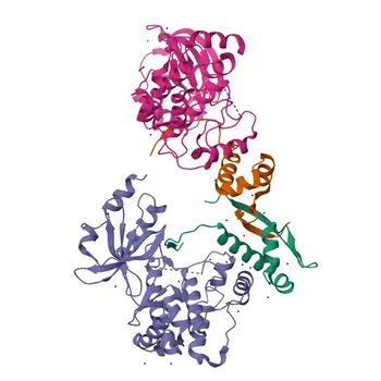 Anticorpo Monoclonal de Coelho Anti-Fosfo-PAK1/2/3 (S144/S141/S139) para WB e ELISA - Q13153 / Q13177 / O75914