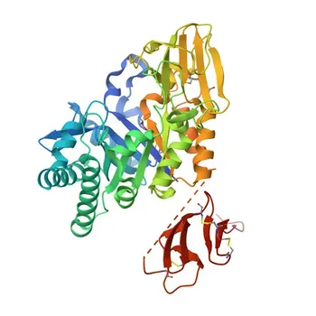 Anti-CHIT1 Rabbit Polyclonal Antibody for WB, IHC-P, ELISA - Q13231