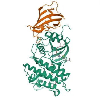 Anticorpo Policlonale di Coniglio Anti-FKBP12 per WB, IHC-P, ELISA - P62942