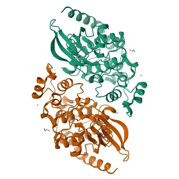 Anticorpo policlonale coniglio anti-CDKL3 per WB, IHC-P, ELISA - Q8IVW4