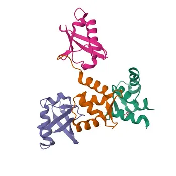 Anti-Rad23A Rabbit Polyclonal Antibody for WB, ELISA - P54725
