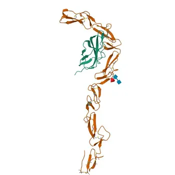 Anticorpo policlonale anti-NELL2 per WB, ELISA - Q99435