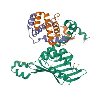 Anti-LDB1 Rabbit Polyclonal Antibody for WB, IHC-P, ELISA - Q86U70