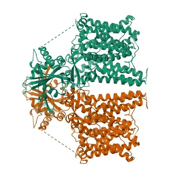 Anticorpo Policlonale Anti-SLC4A11 per WB, ELISA - Q8NBS3