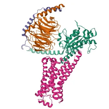 Anti-ADRB2 Rabbit Polyclonal Antibody for WB, IF/ICC, ELISA - P07550