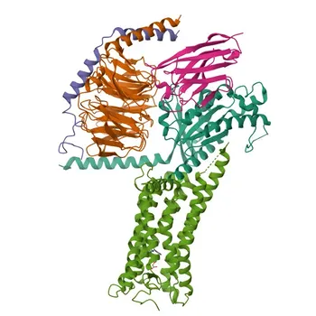 Anticorpo policlonale anti-PTGIR per WB, IHC-P, ELISA - P43119