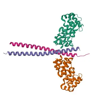 Anticorpo Policlonal de Coelho Phospho-IKKγ (S376) para WB, ELISA - Q9Y6K9