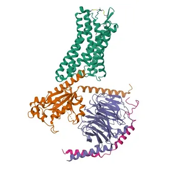 Anticorpo Policlonale di Coniglio Anti-HCAR1 per WB ed ELISA - Q9BXC0