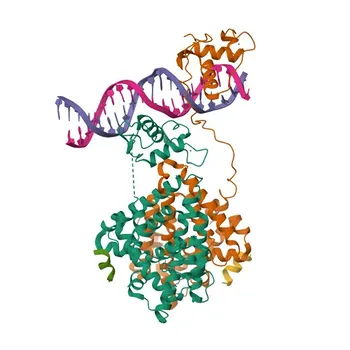 Anticorpo policlonale Anti-HNF4A per WB e ELISA - P41235