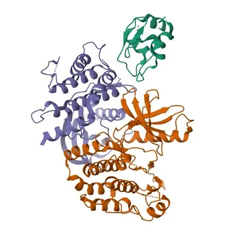Anticorpo policlonale anti-RIPK2 per WB, ELISA - O43353