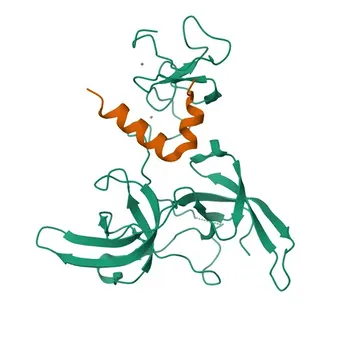 Anti-DPPA3/Stella Polyclonal Antibody for WB and ELISA - Q8QZY3