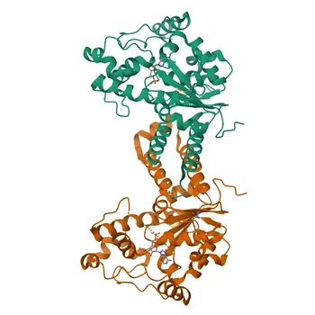 Anti-TPST2 Polyclonal Antibody for WB and ELISA - O60704