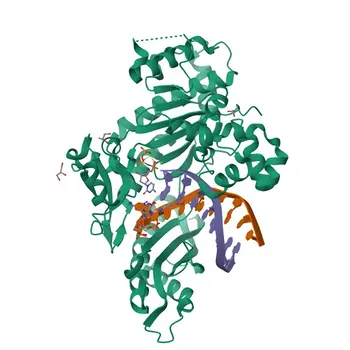 Anticorpo Policlonal Anti-DNA polimerase eta para WB - Q9Y253