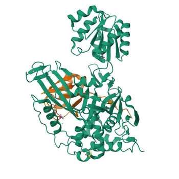 Anticorpo policlonale di coniglio anti-USP11 per WB, IF/ICC, ELISA - P51784