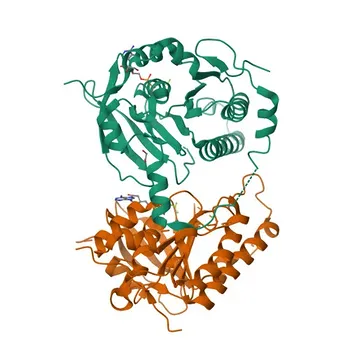 Anticorpo policlonale di coniglio Anti-BRCA2 per WB - P51587