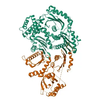Anti-HPS4 Polyclonal Antibody for WB, IF/ICC, ELISA - Q9NQG7