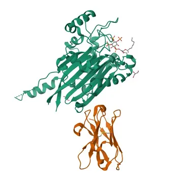 Anti-SYNJ1 Polyclonal Antibody for WB and ELISA - O43426