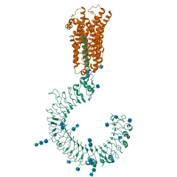 Anti-UNC93B1 Polyclonal Antibody for WB, ELISA - Q9H1C4