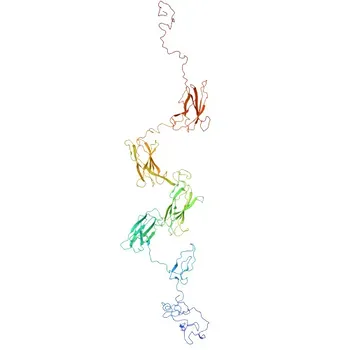 Anti-KAL1 Rabbit Polyclonal Antibody for WB, IF-P, ELISA - P23352
