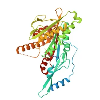 Anticorpo Policlonale Anti-KIF2A per WB ed ELISA - O00139