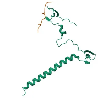Anti-AMOT Polyclonal Antibody for WB, ELISA - Q4VCS5