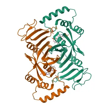 Anti-PNPO Rabbit Polyclonal Antibody for WB - Q9NVS9