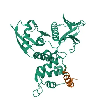 Anti-LATS2 Rabbit Polyclonal Antibody for WB, ELISA - Q9NRM7