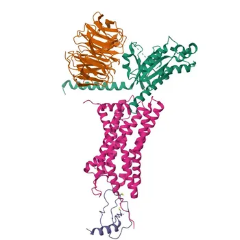 Anticorpo policlonale anti-CCL19 per WB, IF-P, ELISA - Q99731