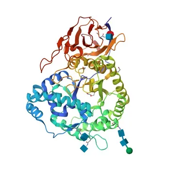 Anticorpo Policlonale di Coniglio Anti-Heparanase 1 per WB, IHC-P, IF/ICC, ELISA - Q9Y251