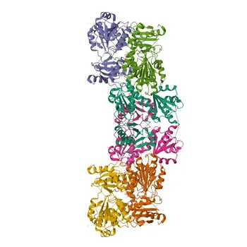 Anti-CASQ2 Rabbit Polyclonal Antibody for WB, IHC-P, ELISA - O14958