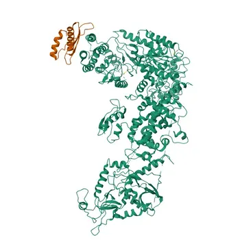 Anticorpo Policlonale Anti-DICER1 per IF/ICC, ELISA - Q9UPY3