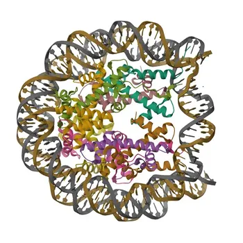Anticorpo monoclonal de coelho Anti-Fosfo-Histona H3-T11 para WB - Q16695 / P68431