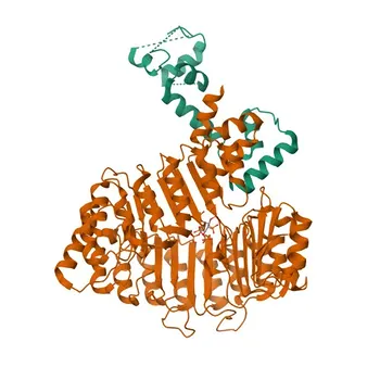 Anticorpo policlonale Anti-TIR1 per WB e ELISA - Q570C0