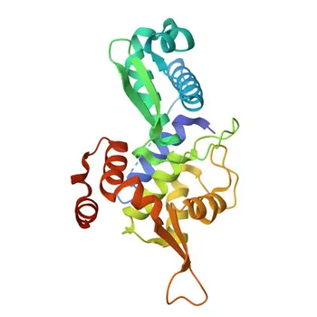 Anti-PCF11 Rabbit Polyclonal Antibody for WB, ELISA - O94913