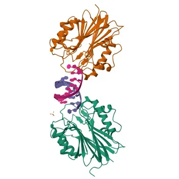 Anti-TDP2 Rabbit Polyclonal Antibody (KO Validated) for WB, ELISA - O95551