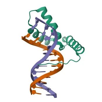 SOX11 Rabbit pAb for WB, IF/ICC, ELISA - P35716