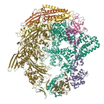 Anticorpo policlonale anti-RPAP2 per WB e ELISA - Q8IXW5