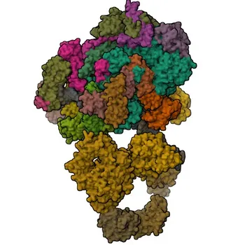 POLR2I Rabbit pAb - P36954