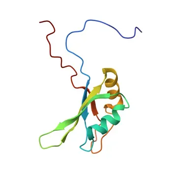 Anticorpo policlonale Anti-CELF5 per WB, IF/ICC, ELISA - Q8N6W0