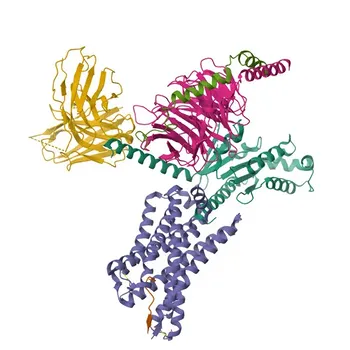 Anticorpo Policlonale Anti-XCR1 per IHC-P ed ELISA - P46094