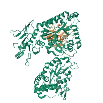 Anticorpo policlonale coniglio Anti-NDST1 per WB, ELISA - P52848