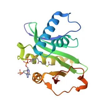 Anti-KAT2A (GCN5) Anticorpo Policlonale di Coniglio per WB, IHC-P, IF/ICC, ELISA - Q92830