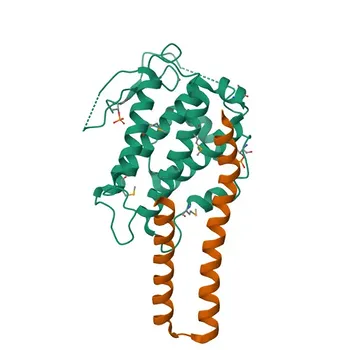 Anticorpo Monoclonal de Coelho Phospho-LATS1-T1079+LATS2-T1041 - O95835 / Q9NRM7