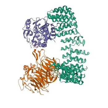 Anticorpo policlonale coniglio anti-PP2A-B55α/PR55α/PPP2R2A per WB, IHC-P, ELISA - P63151